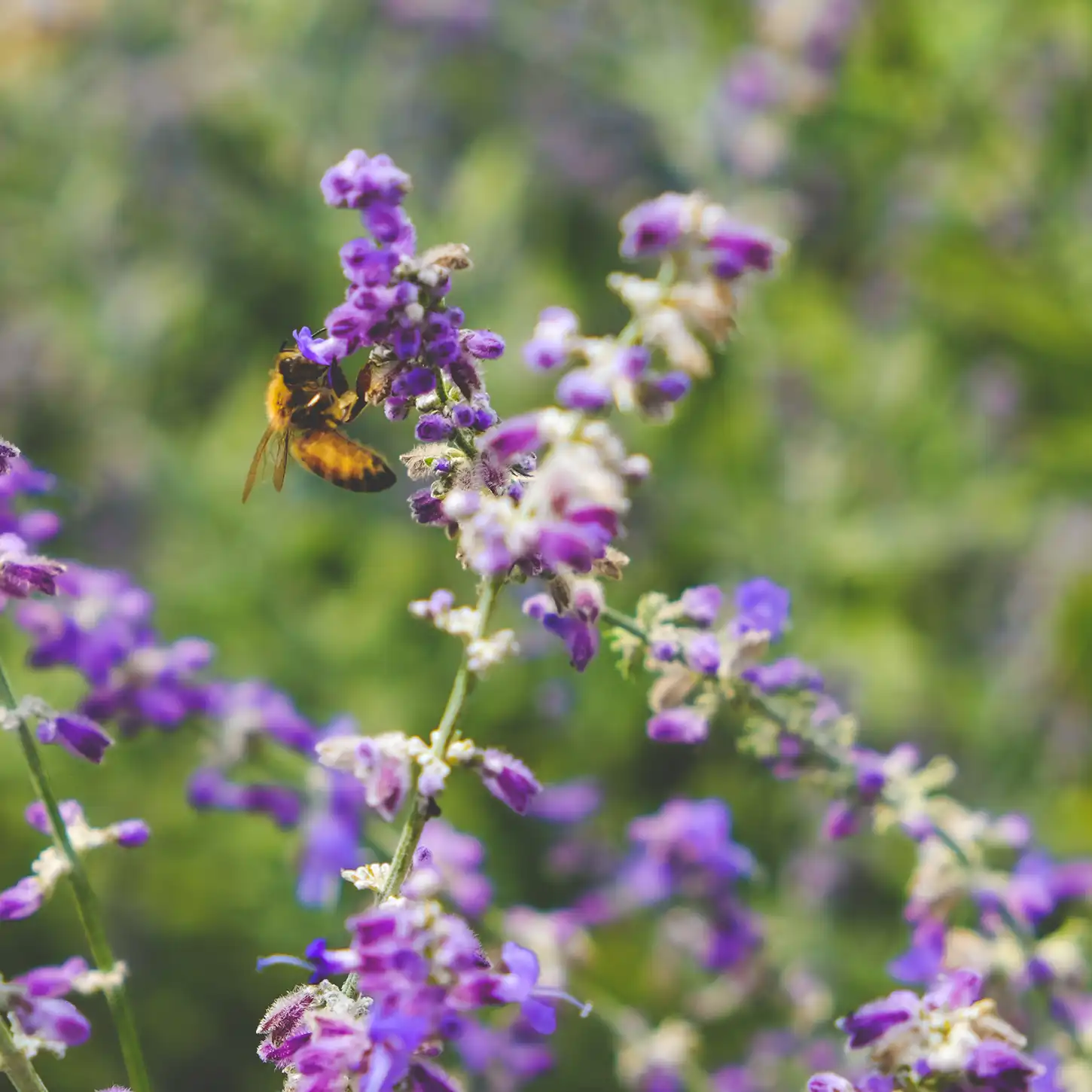 Biodiversiteit