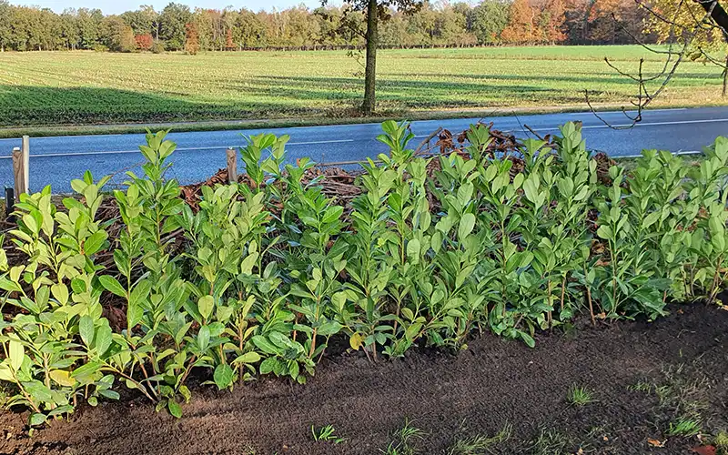 Bedrijfstuinen en openbaar groen Bedrijfstuinen en openbaar groen