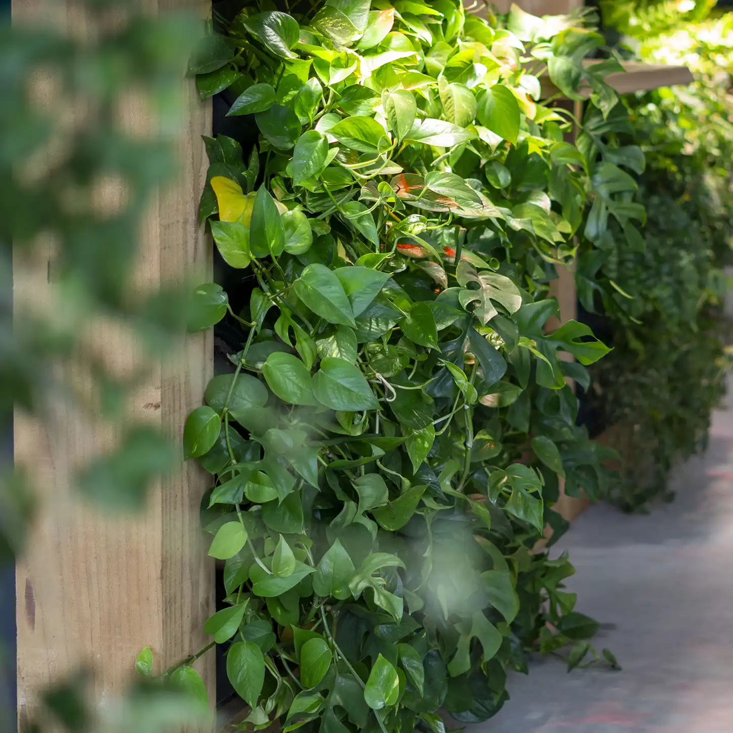 Groene wanden en balies Groene wanden en balies