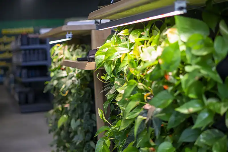 Groene wanden en balies Groene wanden en balies