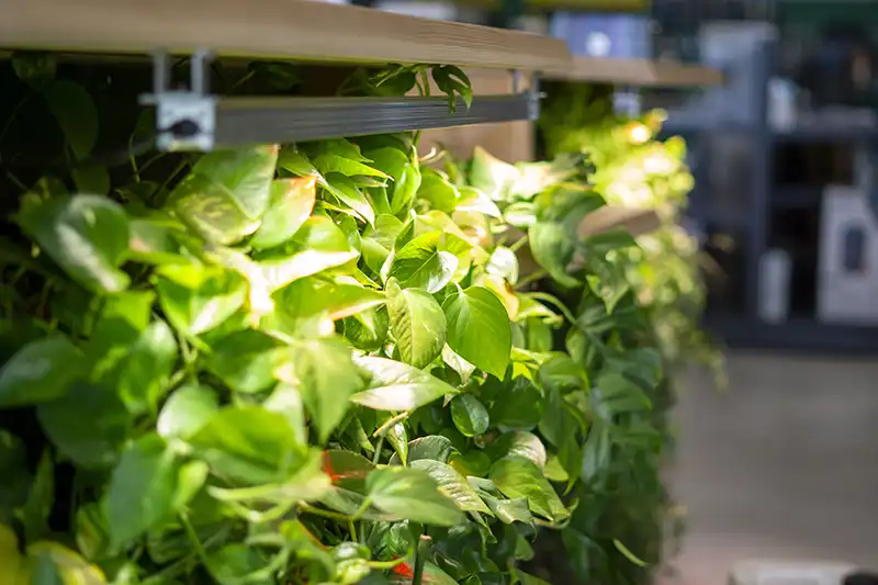 Groene wanden en balies Groene wanden en balies