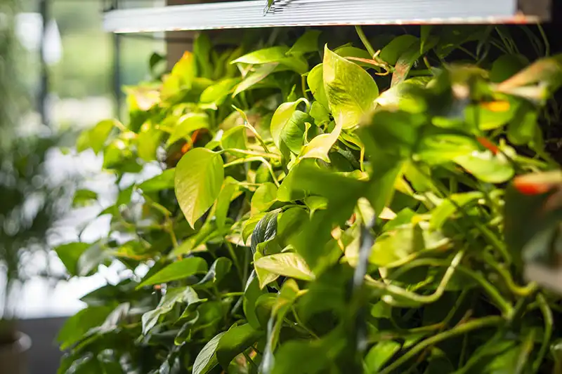 Groene wanden en balies Groene wanden en balies