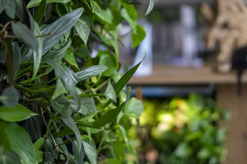 Groene wanden en balies Groene wanden en balies