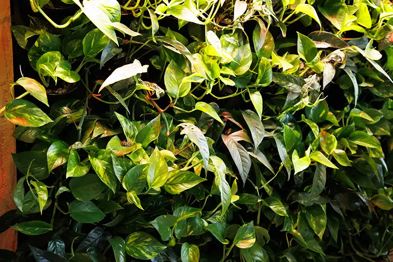 Groene wanden en balies Groene wanden en balies